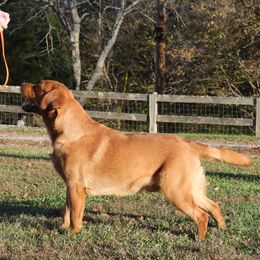 Sal - Labrador Retriever
