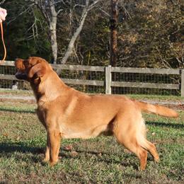 Sal - Labrador Retriever