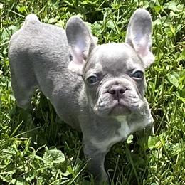 Dachshunds and French Bulldogs from Faith Ann's Dachshunds