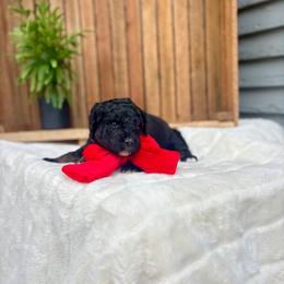 Timber - Black female Bernedoodle puppy in Buda, Illinois from Hamilton Farm Doodles