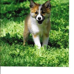 Icelandic Sheepdog puppies from Glacier Point Icelandics