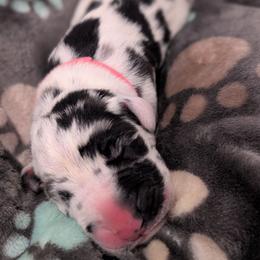 Roxanne - Harlequin female Great Dane puppy in Brooksville, Florida from Follow My Lead Great Danes