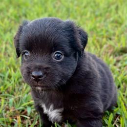 Wendy - Black female Toy Australian Shepherd puppy in Smithville, Arkansas from Cooper Creek Aussies