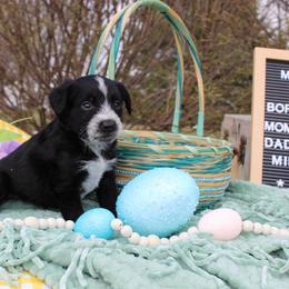 Sheldon - Black and white male Aussiedoodle puppy in Hopkins, Missouri from Mowry Creek Mini Aussiedoodles and More