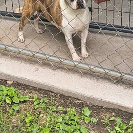 JOJO - Black brindle and white female Boston Terrier puppy in Elkland, Missouri from Tellier's AKC Boston Terriers Missouri