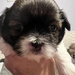 Pink - Gracie - Black and white female Shih Tzu puppy in Mays Landing, New Jersey from Fancy Paws Shorkies & Shih Tzus
