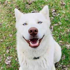 Zu - Siberian Husky