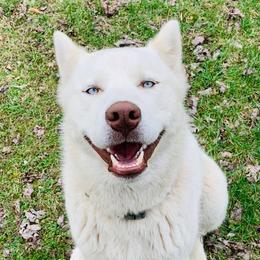 Zu - Siberian Husky