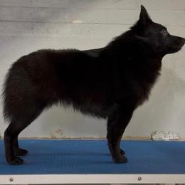 Schipperke puppies from Curtin Creek Schipperkes