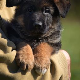 Asiago - Black and red male German Shepherd puppy in Hagerstown, Pennsylvania from Euro Deja