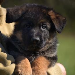 Asiago - Black and red male German Shepherd puppy in Hagerstown, Pennsylvania from Euro Deja