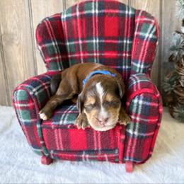 Tim (choc sable) - Sable male Bernedoodle puppy in Wamego, Kansas from Doodles of Oz