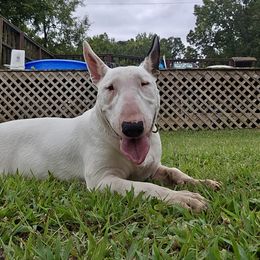 Iris - White black and tan female Bull Terrier puppy in Sprauge, Washington from Mark My Words Bull Terriers