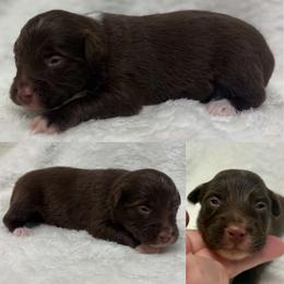 Red tri female - Red tri female Toy Australian Shepherd puppy in Brooker, Florida from Honey, I Shrunk the Aussies