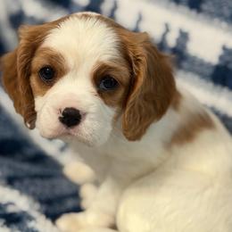Ginger - Blenheim female Cavalier King Charles Spaniel puppy in Poyen, Arkansas from Joels Angels Cavaliers