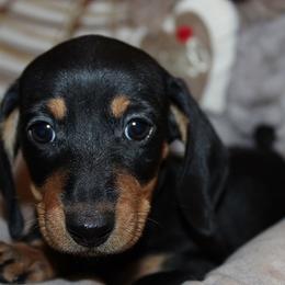 Boy 1 - Black and tan male Dachshund puppy in Craig, Colorado from Rocky Mountain Shih Tzus and Dry Creek Miniature Dachshunds