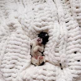 Taal - Black and white male Bernedoodle puppy in Cold Spring, Minnesota from A.N.A. Doodles