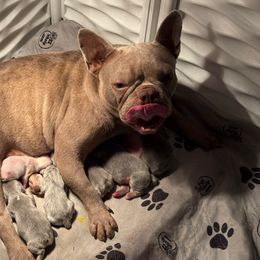 Boy 1 - Blue male French Bulldog puppy in Centuria, Wisconsin from Rott'N'Frenchies