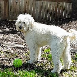 Abbey - Goldendoodle