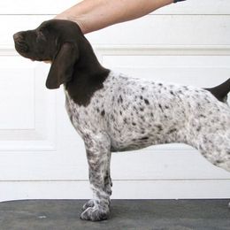 German Shorthaired Pointer and Pointer Puppies from Paladen