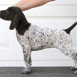 German Shorthaired Pointer and Pointer Puppies from Paladen