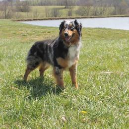 Australian Shepherd Puppies from Saddle Creek Australian Shepherds