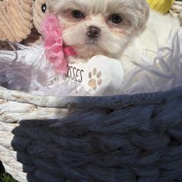 Star - White female Shih Tzu puppy in Coolidge, Arizona from Shih Tzu’s  ‘N’ Love