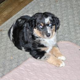 Aurora - Blue merle female Miniature Australian Shepherd puppy in Fort Smith, Arkansas from Rye Hill Aussies
