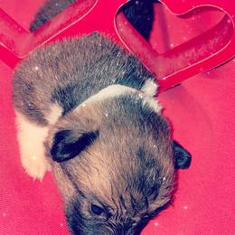 American Corgi Puppies from Highland corgis