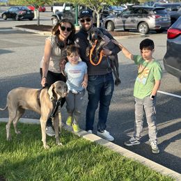 Weimaraner Puppies from Meadow Ridge Weims and Danes