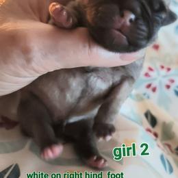 Girl 2 - Fawn female Pug puppy in Phoenix, Arizona from Pug Place Phoenix