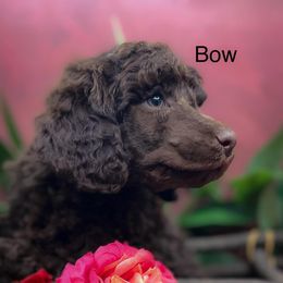 Bow - Brown male Poodle puppy in Greenville, North Carolina from Grace Poodles
