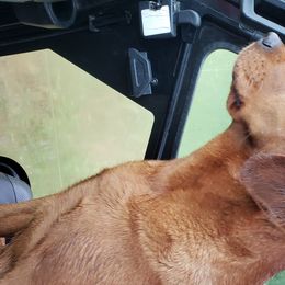 Morgan - Labrador Retriever