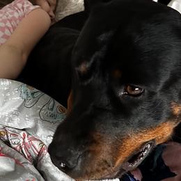 Dachshunds and Rottweilers from Chelsea Woolley