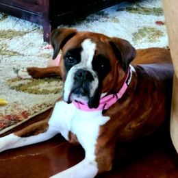 CARMONA  - Boxer