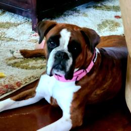 CARMONA  - Boxer