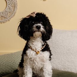 Willow - Cavapoo