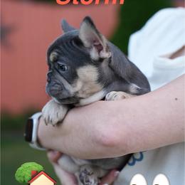 Storm - Blue female French Bulldog puppy in Indianapolis, Indiana from McDaniel Farm and Fowl
