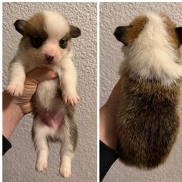 Boy 5 - Sable male Pembroke Welsh Corgi puppy in Helmville, Montana from Calie’s Corgis