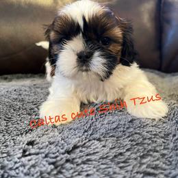 Holly - Red and white female Shih Tzu puppy in Vernon, New Jersey from Calta’s Cute Shih Tzu