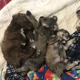 Goldendoodle, Schnoodle, and Sheepadoodle Puppies from Dood Ranch