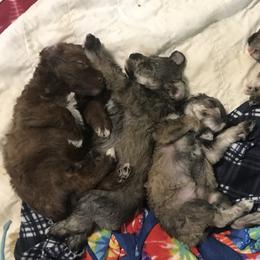 Goldendoodle, Schnoodle, and Sheepadoodle Puppies from Dood Ranch
