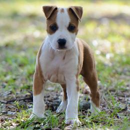 Apollo - Red male American Staffordshire Terrier puppy in St. Augustine, Florida from LBK & Ancient City