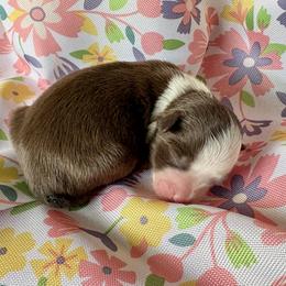 Cherry Blossom - Red tri female Miniature Australian Shepherd puppy in Port Saint Lucie, Florida from Charlene Brannon's Mini Australian Shepherds