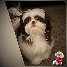 Shih Tzu Puppies from Pup-Tzu WNC