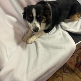 Miniature Australian Shepherd puppies from KAREN K MCPHERSON