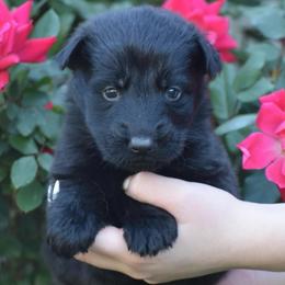 Orange Collar Black male - Black male German Shepherd puppy in Marianna, Florida from Haus M Godwin