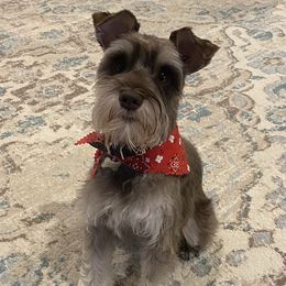 Darcy - Miniature Schnauzer