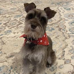 Darcy - Miniature Schnauzer