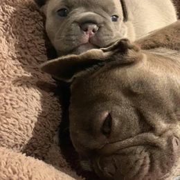 French Bulldog Puppies from LBL Frenchies